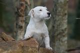 PARSON RUSSEL TERRIER 247